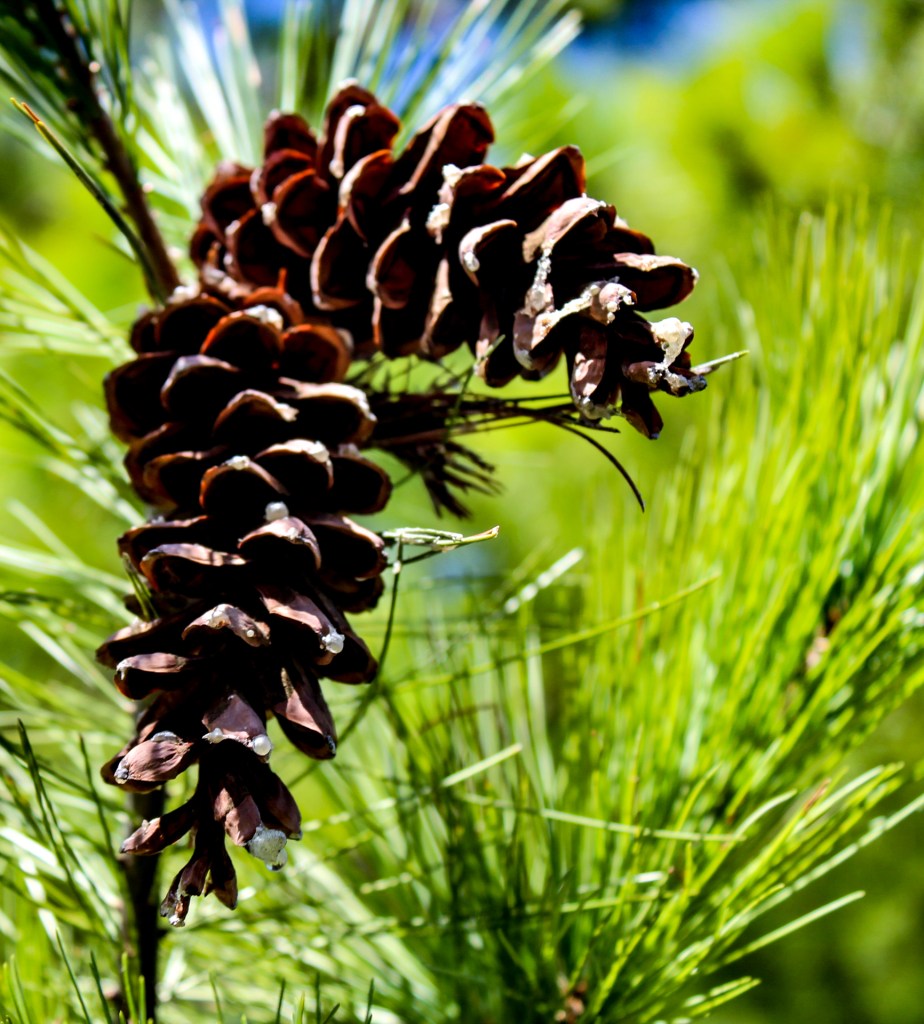 Pine Cones