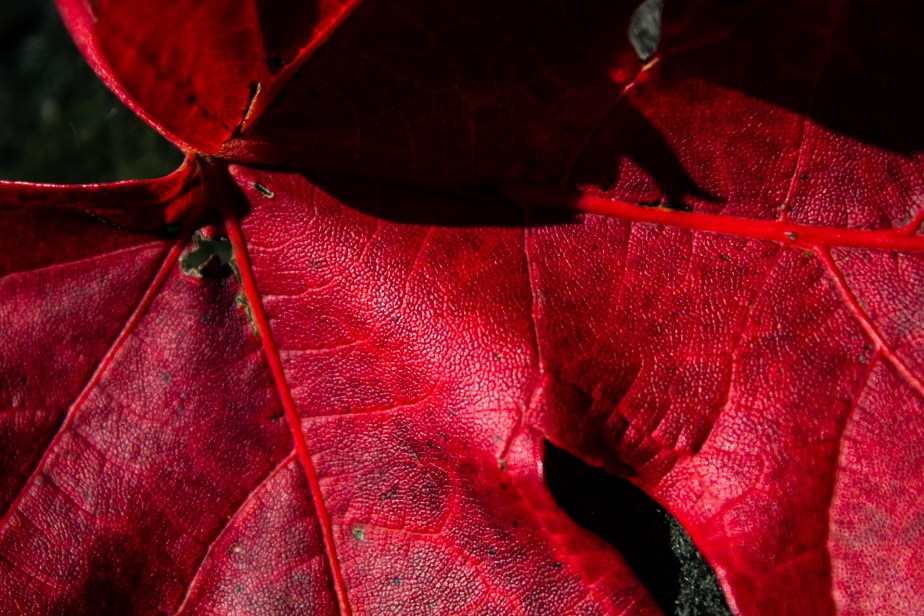 Leaf Me Alone